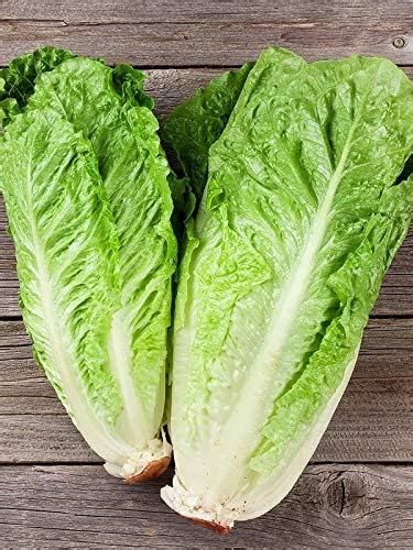 Amazon Seeds4planting Seeds Romaine Lettuce For Salad Caesar