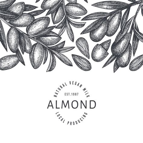 Premium Vector | Hand drawn sketch almond design template.