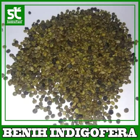 Jual Benih Indigofera 1 Kg SENTRATANI