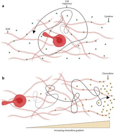 The Role Of A Cytokines And B Chemokines In Cell Movement A