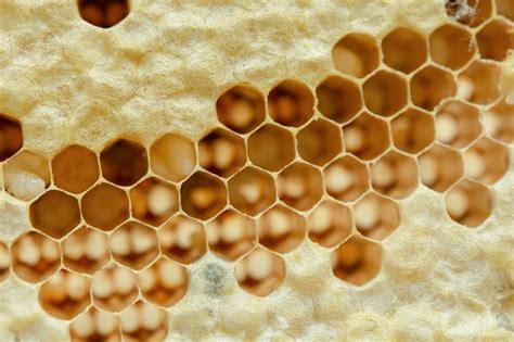 Premium Photo | Macro of honeycomb, background hexagon texture,