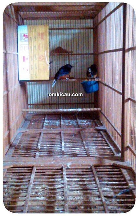 Sukses Beternak Murai Batu Kandang Minimalis 150 X 70 X 70 Cm3 Ala Om