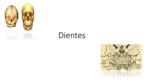 Dientes embriología Moisés Francisco Alvarado García uDocz