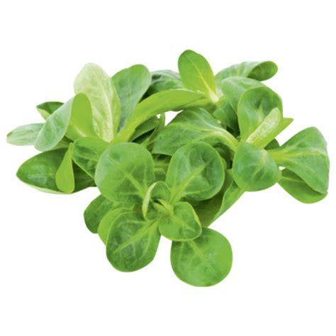 Italien Bio Feldsalat Pfl Cksalat Oder Rucola Von Hit Ansehen