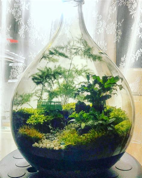 Enclosed Terrarium Ecosystem