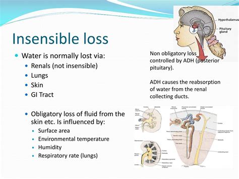 Ppt Fluid Balance In Children Powerpoint Presentation Free Download