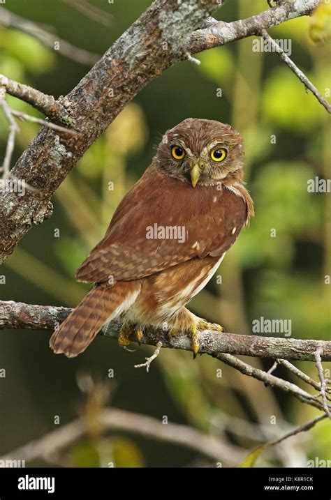 B Ho Pigmeo Ferruginosas Glaucidium Brasilianum Ucayalae Adulto