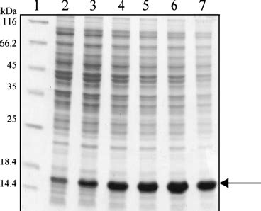 The Effect Of IPTG Induction In High Cell Density Culture Of E Coli