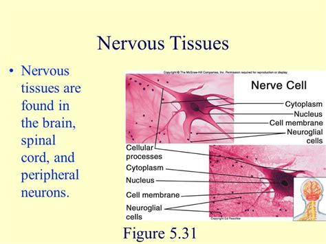 Powerpoint Presentation To Accompany Hole S Human Anatomy And