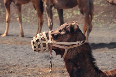 Dromedary Camel Animal - Free photo on Pixabay