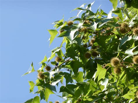 Liquidambar Formosana Trees And Shrubs Online