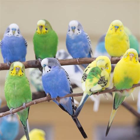 Parakeets - Ultimate Guide For The Smallest Parrots