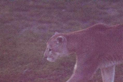 Puma Puma Concolor Ecoregistros