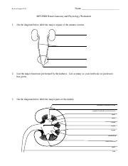 Revised Renal Anatomy Physiology Worksheet Aug 20151 Pdf Name