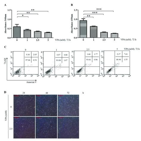 Effect Of Vpa On The Proliferation Cell Viability And Morphologies Of