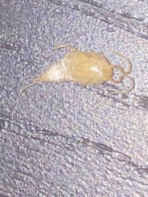 Bed Bug Larvae? : r/Bedbugs