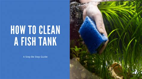 How To Clean A Fish Tank A Step By Step Guide For Beginners