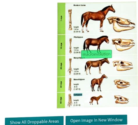 ANT 1010 Ch 04 InQuizitive Quiz Flashcards Flashcards Quizlet