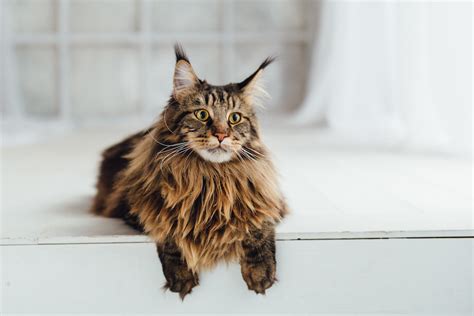 Maine Coon Origines Caract Re Et Alimentation Race De Chat Assur