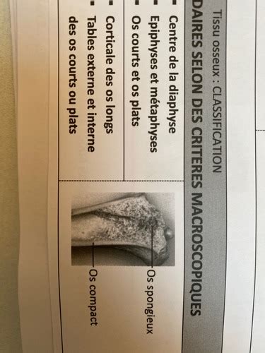 Tissus Squelettiques Osseux Cartes Quizlet