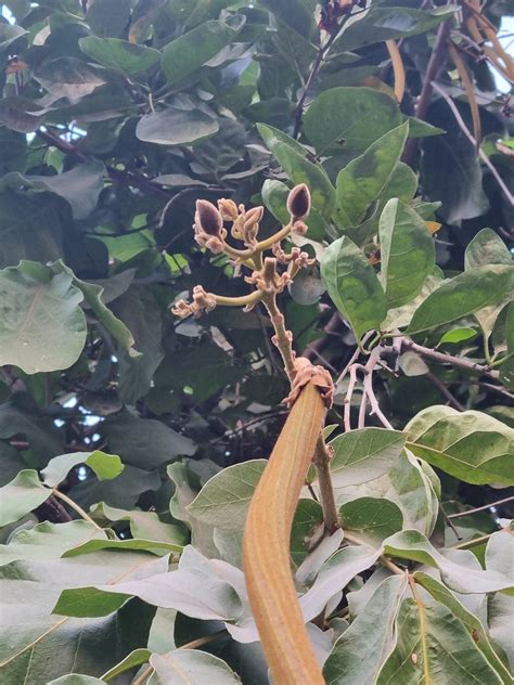 species identification - Please help me identify this tree/fruit. Is it ...