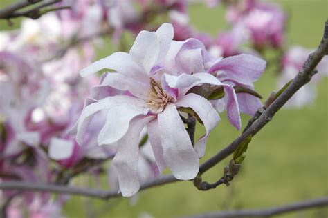 What Are The Diffe Varieties Of Magnolia Trees - Infoupdate.org
