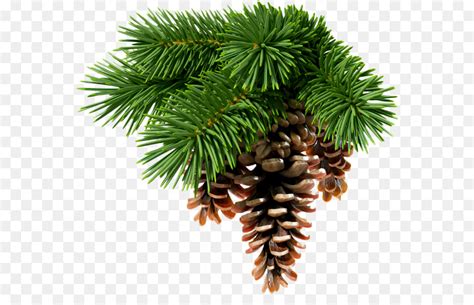 Abies Sibirica الصنوبرية مخروط شجرة التنوب صورة بابوا نيو غينيا