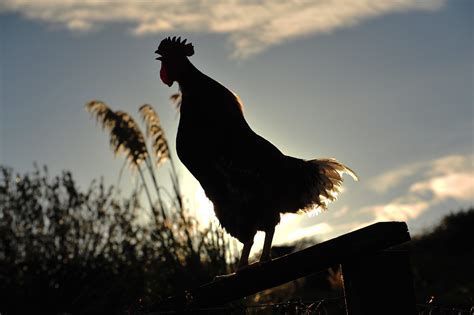 Cockrel At Cliften Ernie Watchorn Flickr