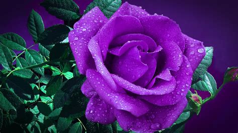 Dark Purple Roses Background