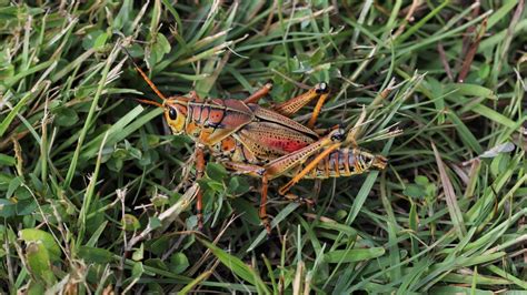 Summer Lawn Pests And Diseases