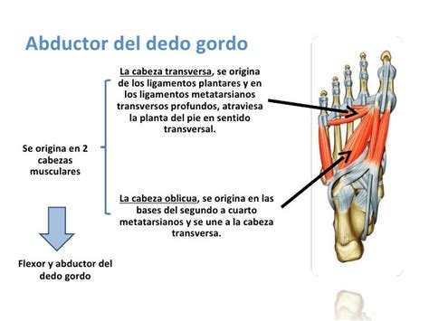 Region Plantar