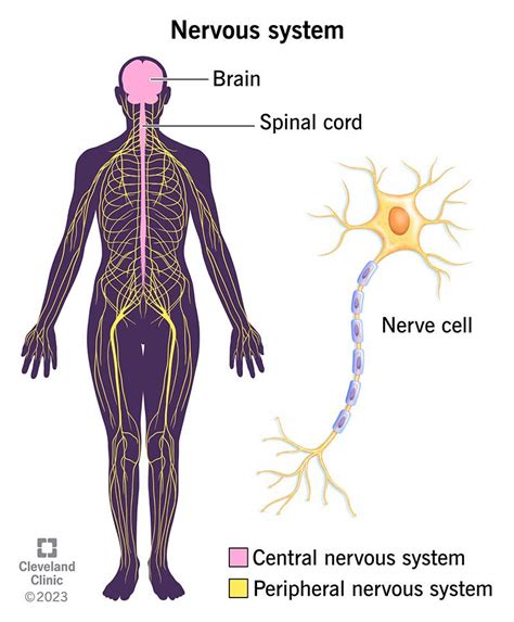 What Is The Nervous System How Does It Work Body Boronia Worksheets