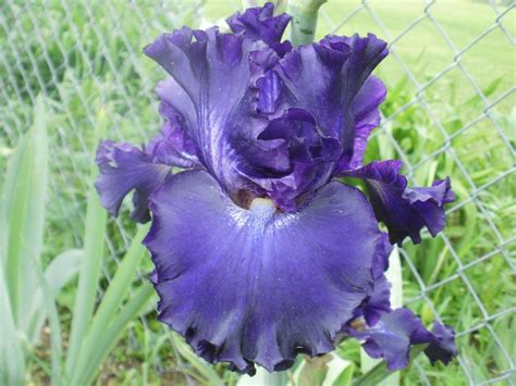 Tall Bearded Iris Iris Circle Of Light In The Irises Database