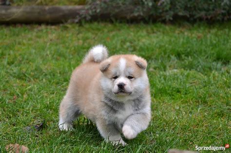 Akita Inu Szczeniaki białe i czerwone Trzebnica Sprzedajemy pl