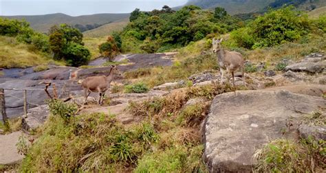 Eravikulam National Park Munnar Timings History Entry Fee Images And Information Munnar