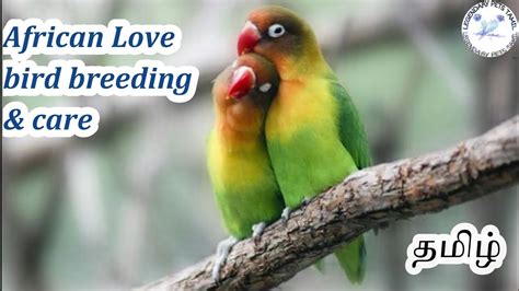 African Love Bird Complete Breeding And Care In Tamil HousePetsCare