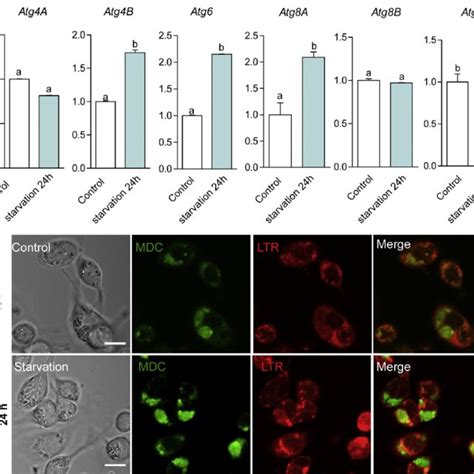 Amino Acid Starvation Induces Autophagy In Ise Cells A Relative