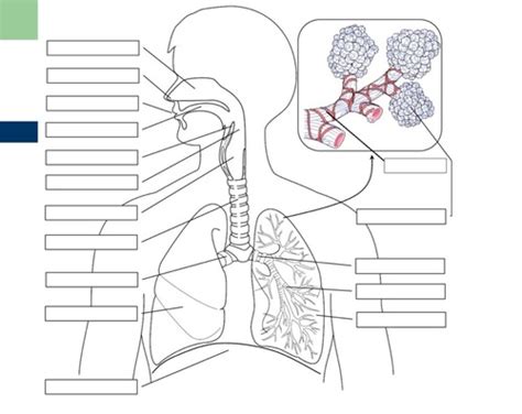 Anatomy Respiration Flashcards Quizlet