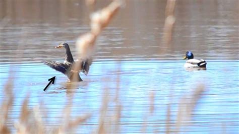 Mallard Duck Behavior Explained: Diet, Mating, Calls & More