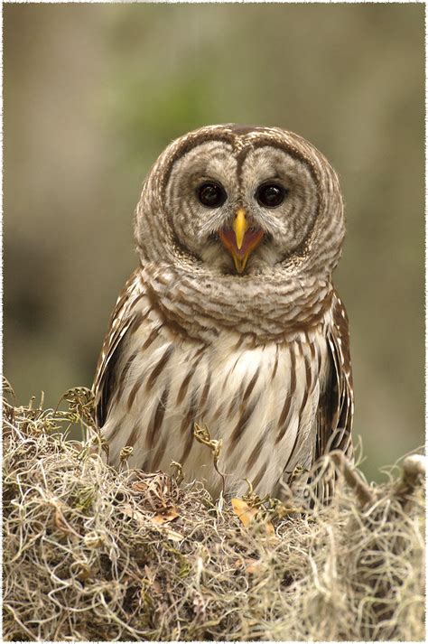 Barred Owl Paul Zappala Flickr