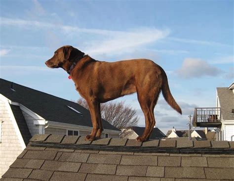 Rooftop Rosie Rescue Fund - Dog Watch - Cafe in CT