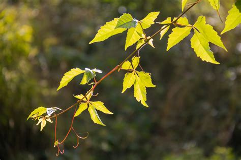 Wallpaper Sunlight Garden Nature Branch Green Yellow Blossom