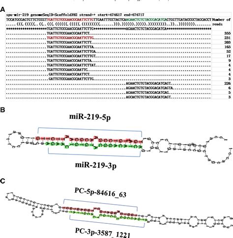 Figure 2 From Identification And Profiling Of Sex Biased MicroRNAs From