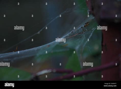 spider web close up Stock Photo - Alamy