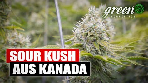 Wir Sind Eine Der Ersten Firmen F R Legales Cannabis In Kanada