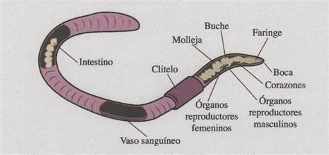 Gusano Características Significado Partes Y Más