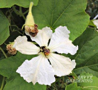 Growing gourds is fun!