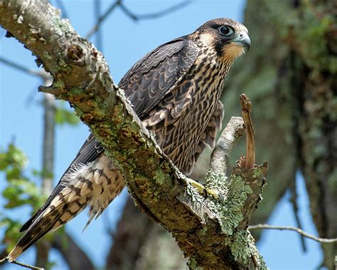 Juvenile Peregrine Falcon 2 Photograph By Lara Ellis