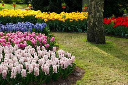 Beetgestaltung Ideen und Tipps für schöne Blumenbeete im Garten