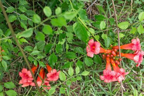 Learn How To Grow A Trumpet Vine How To Guides Tips And Tricks